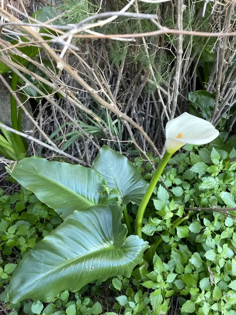 Scented Arum Lily