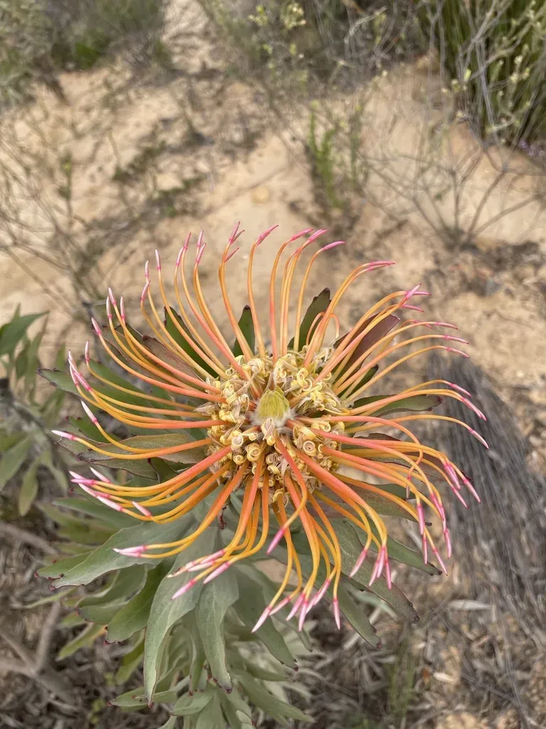 Catherinewheel Pincushion