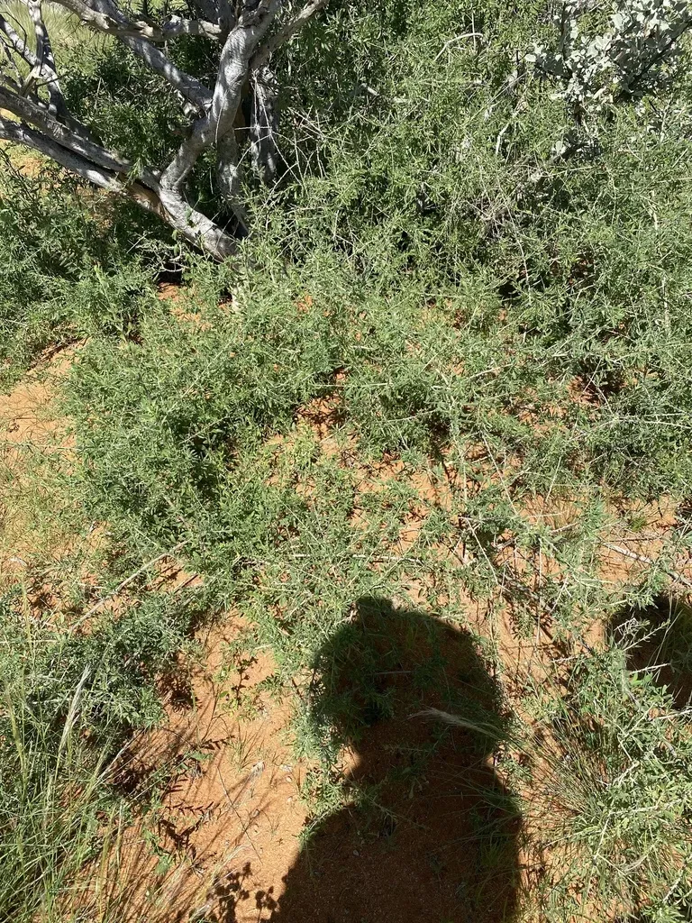 Leucosphaera Bainesii