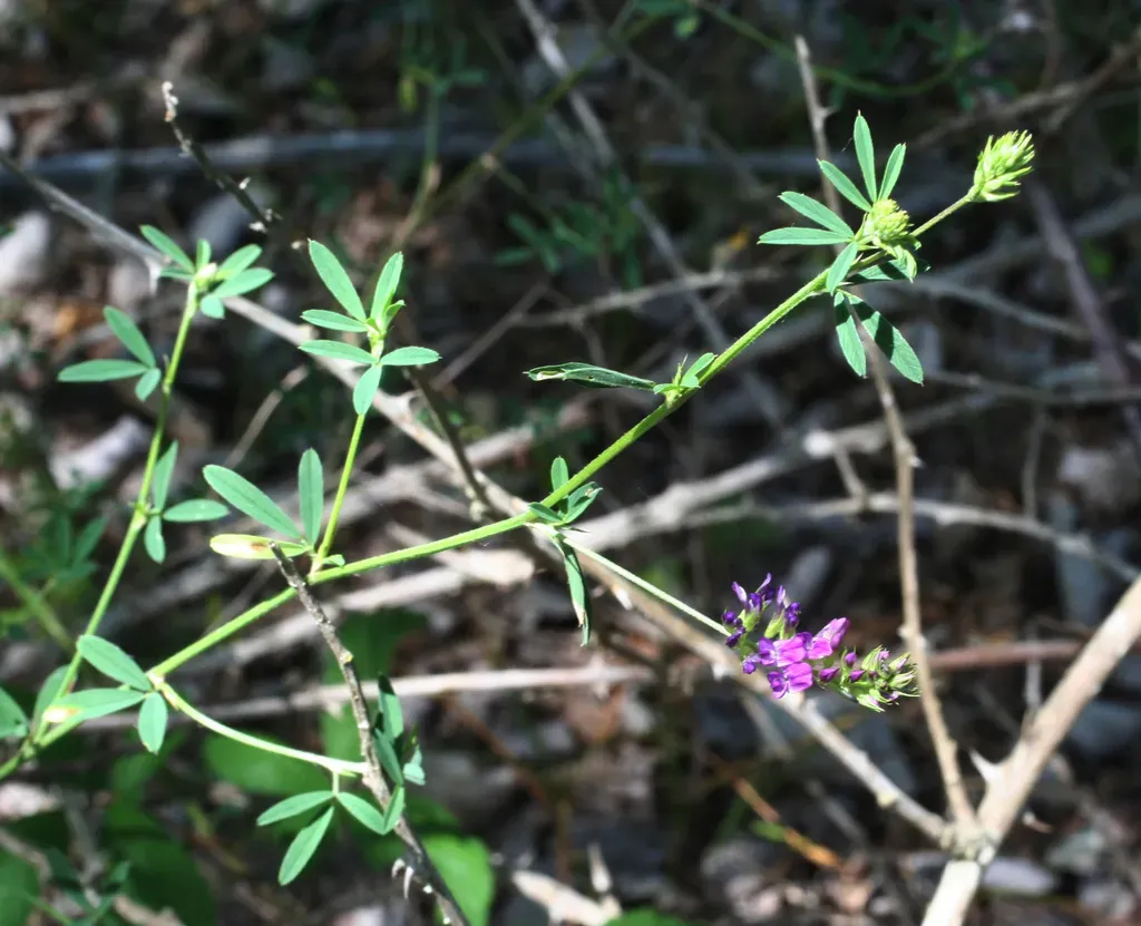 Medicago Lessingii