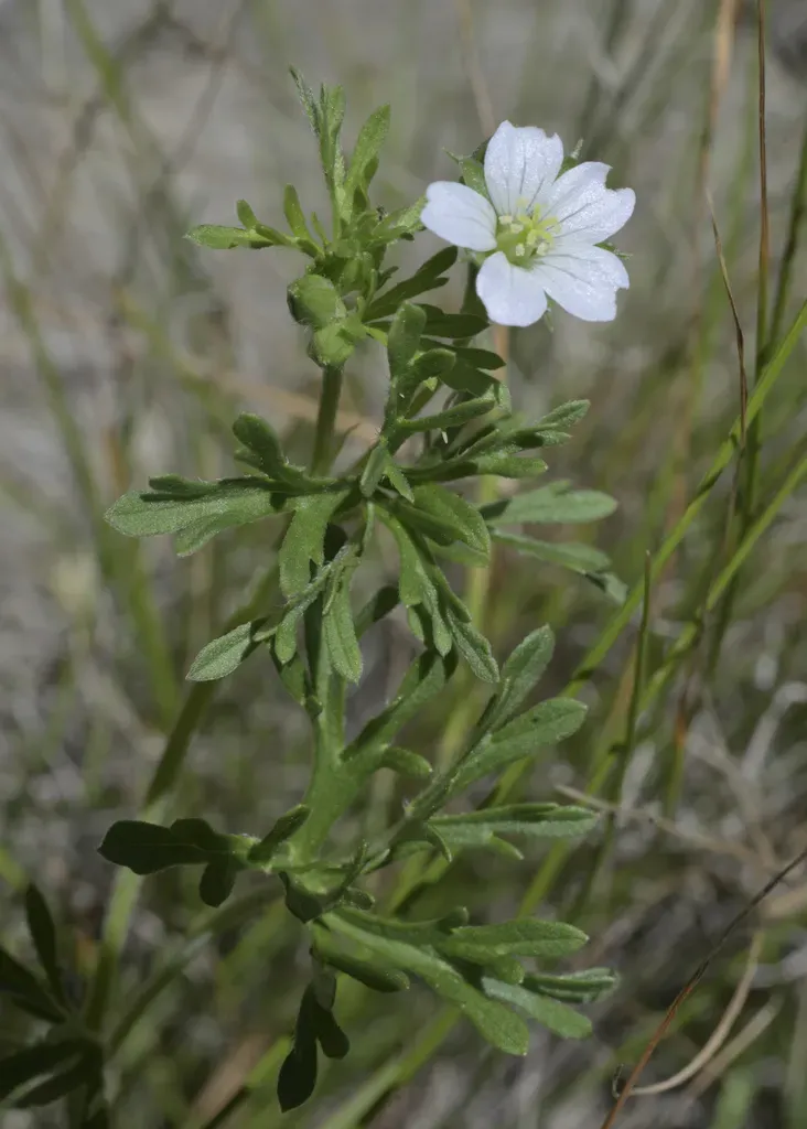 New Zealand Geranium