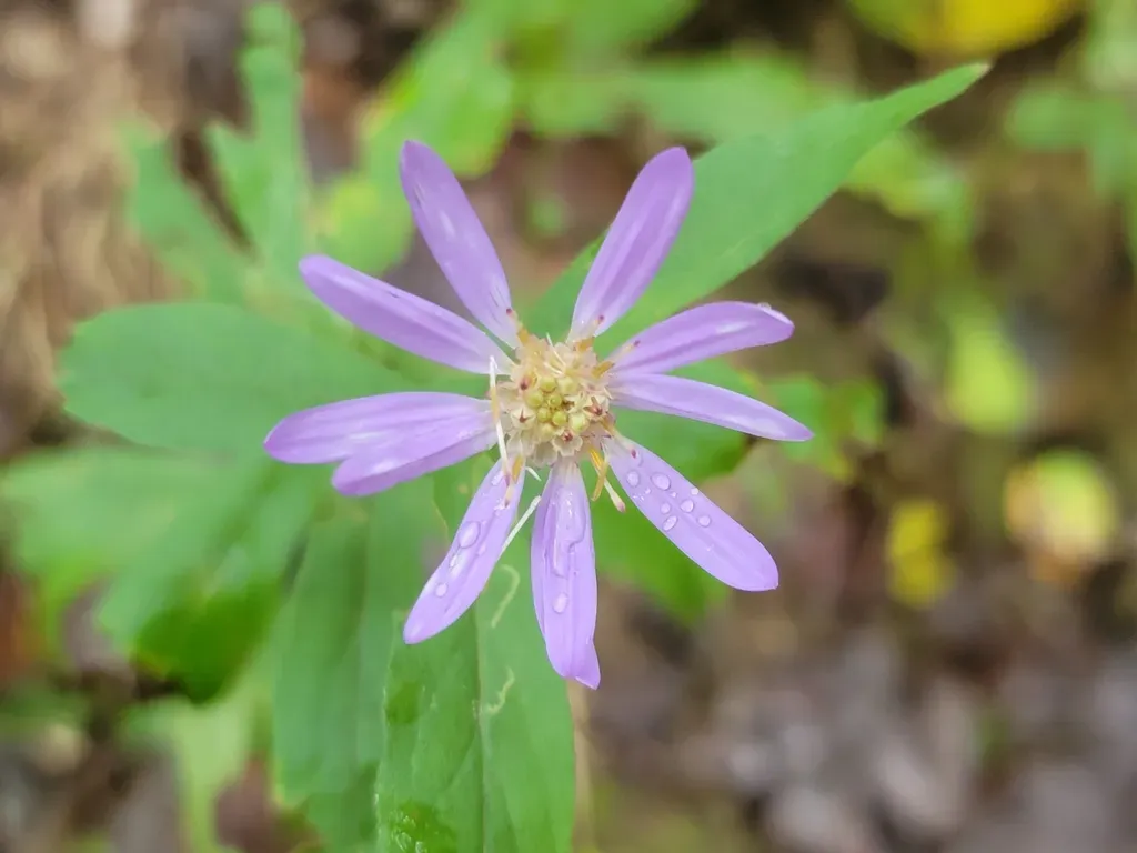 Thinleaf Late Purple Aster