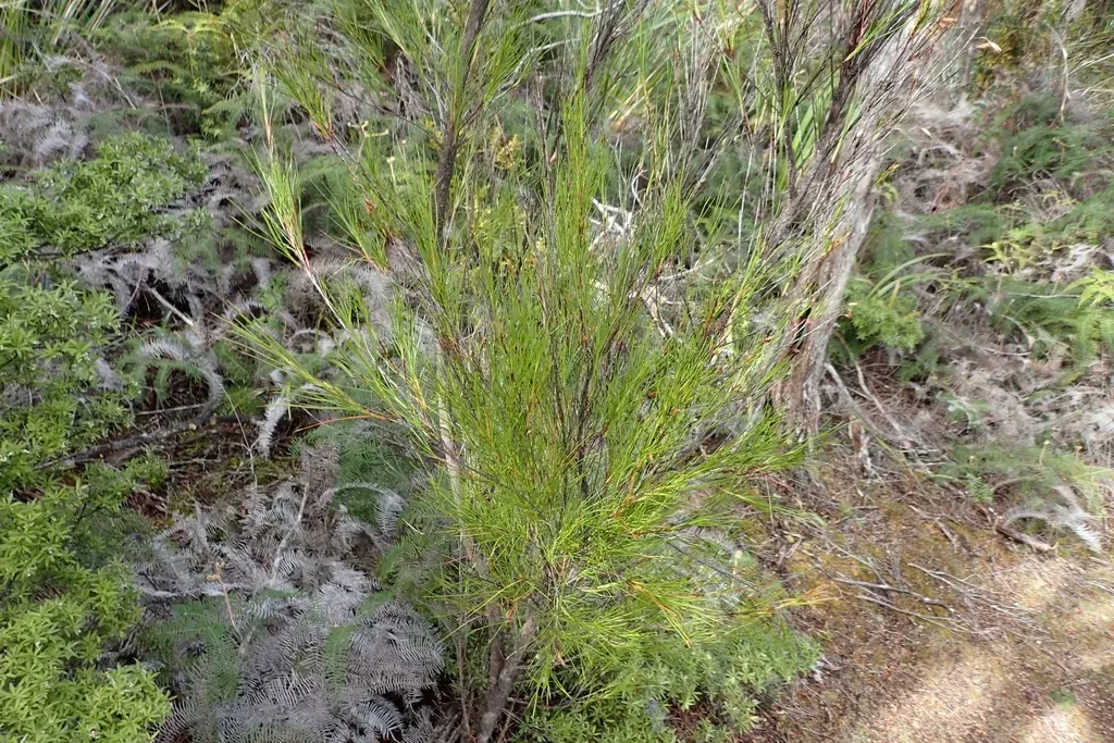 Dracophyllum Lessonianum