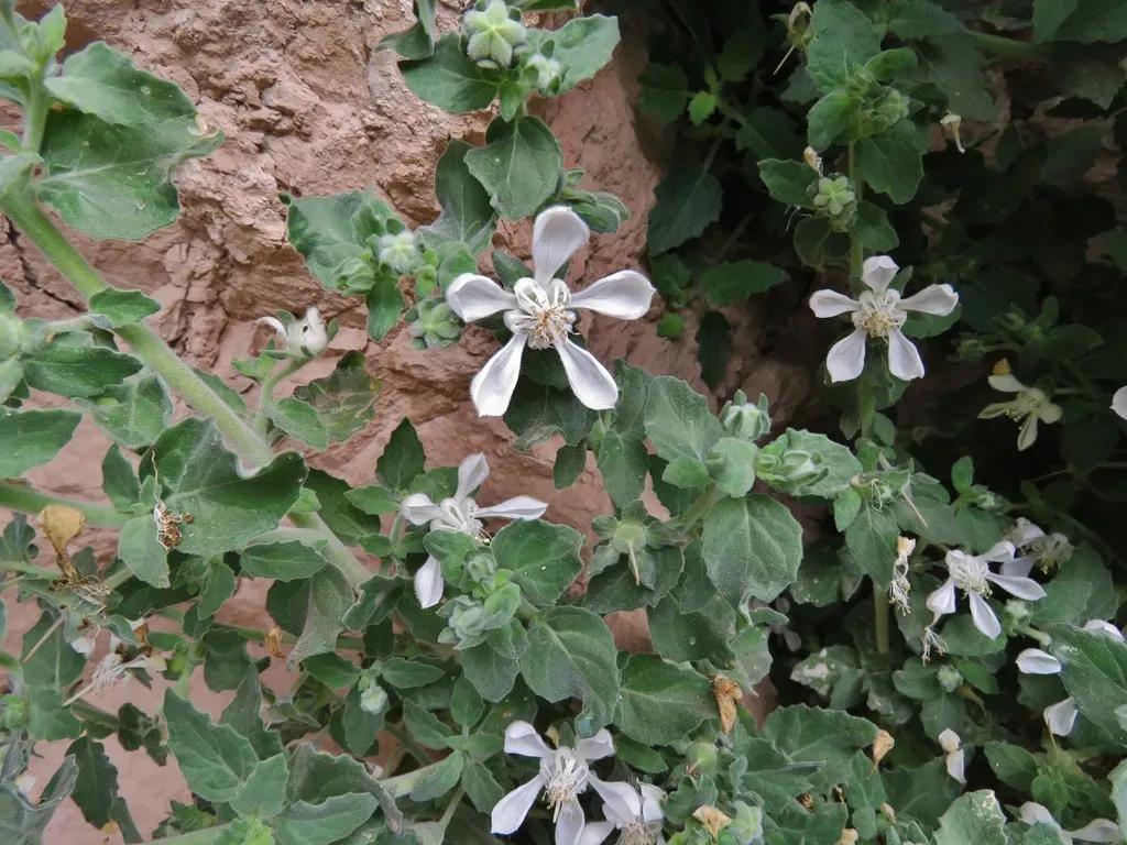 Presliophytum Incanum