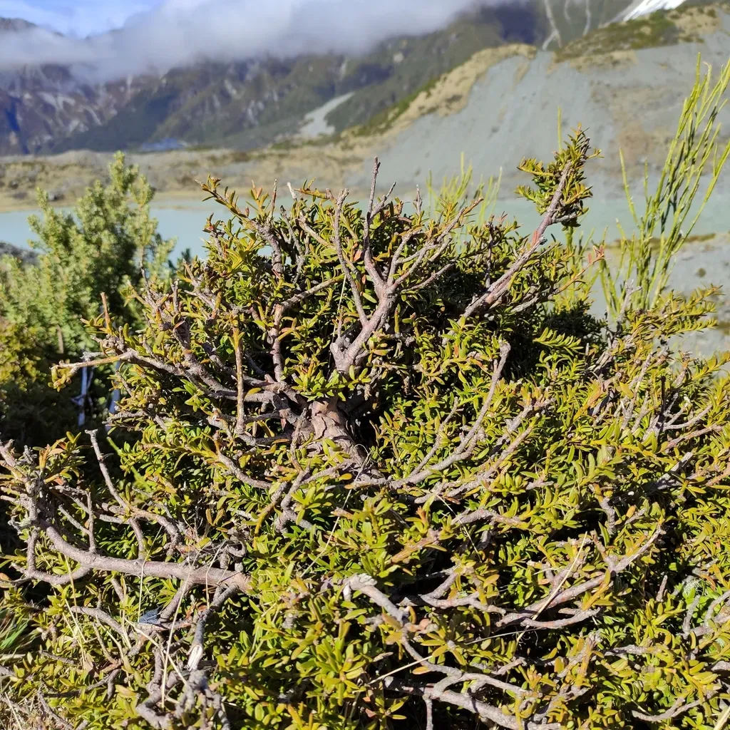 Podocarpus Laetus × Podocarpus Nivalis