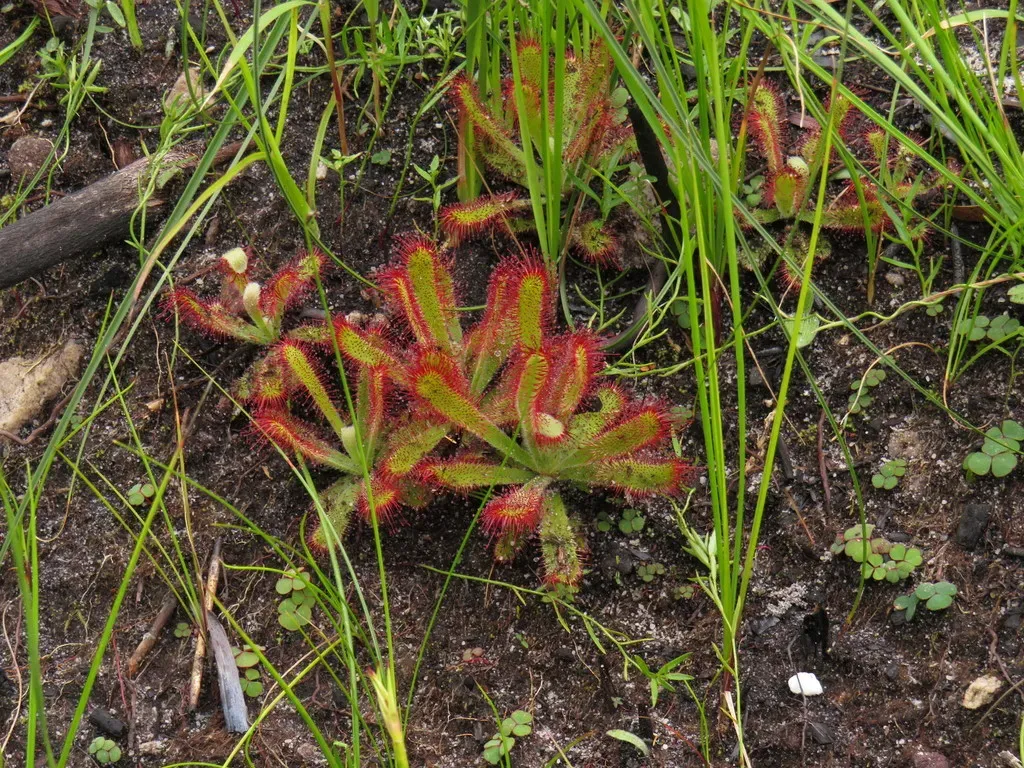 Erics Sundew