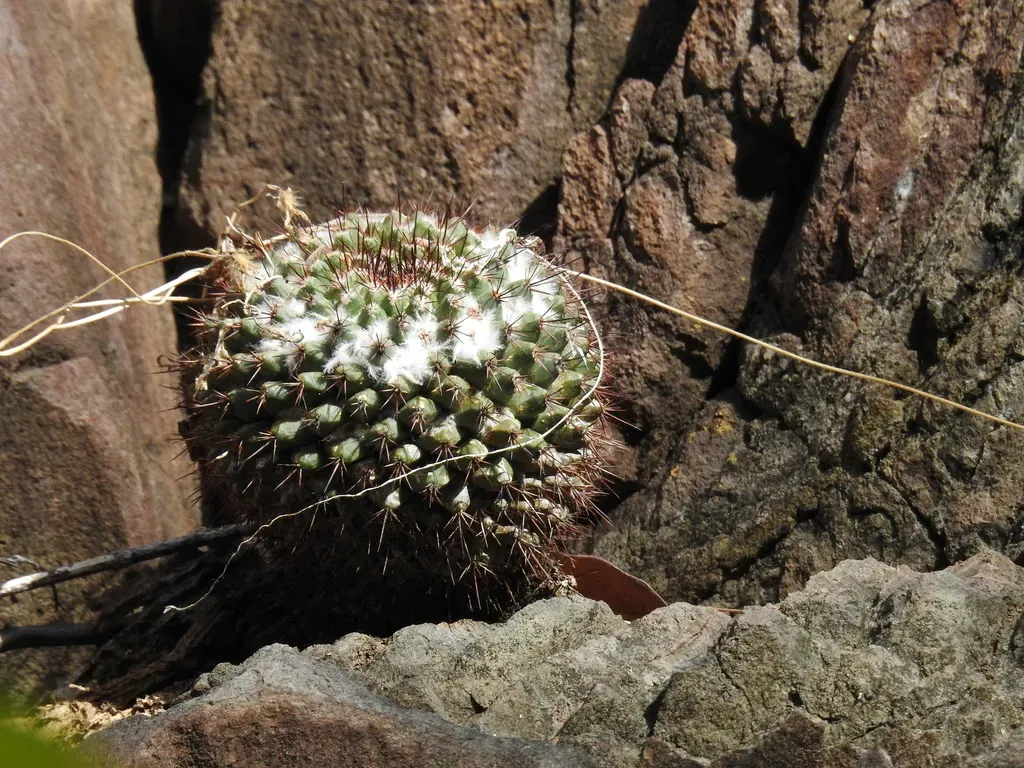 Mammillaria Sonorensis