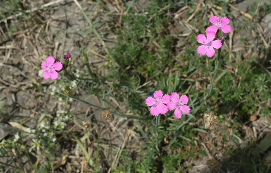 Dianthus Ruprechtii
