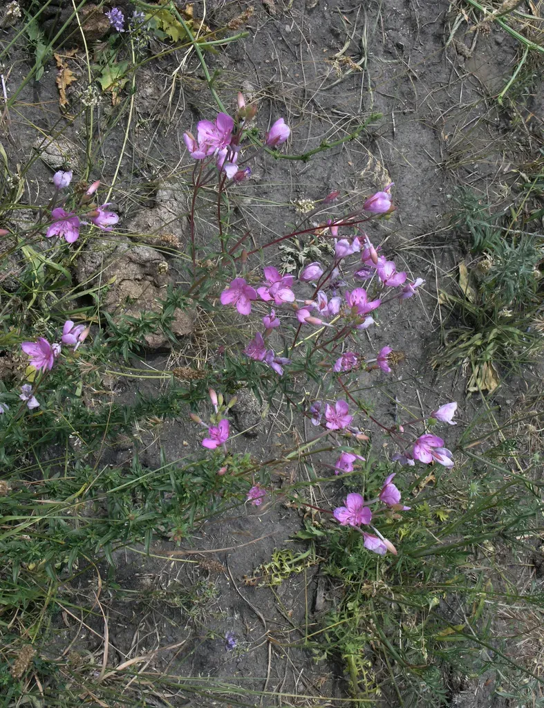 Chamaenerion Colchicum