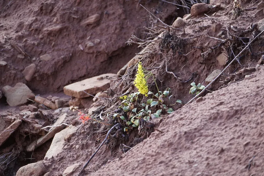 Thompson's Wild Buckwheat