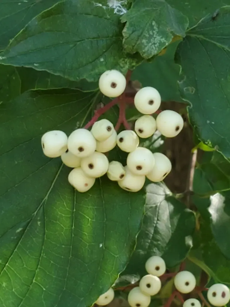Roughleaf Dogwood