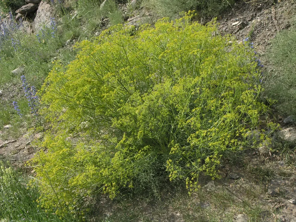 Bilacunaria Microcarpos