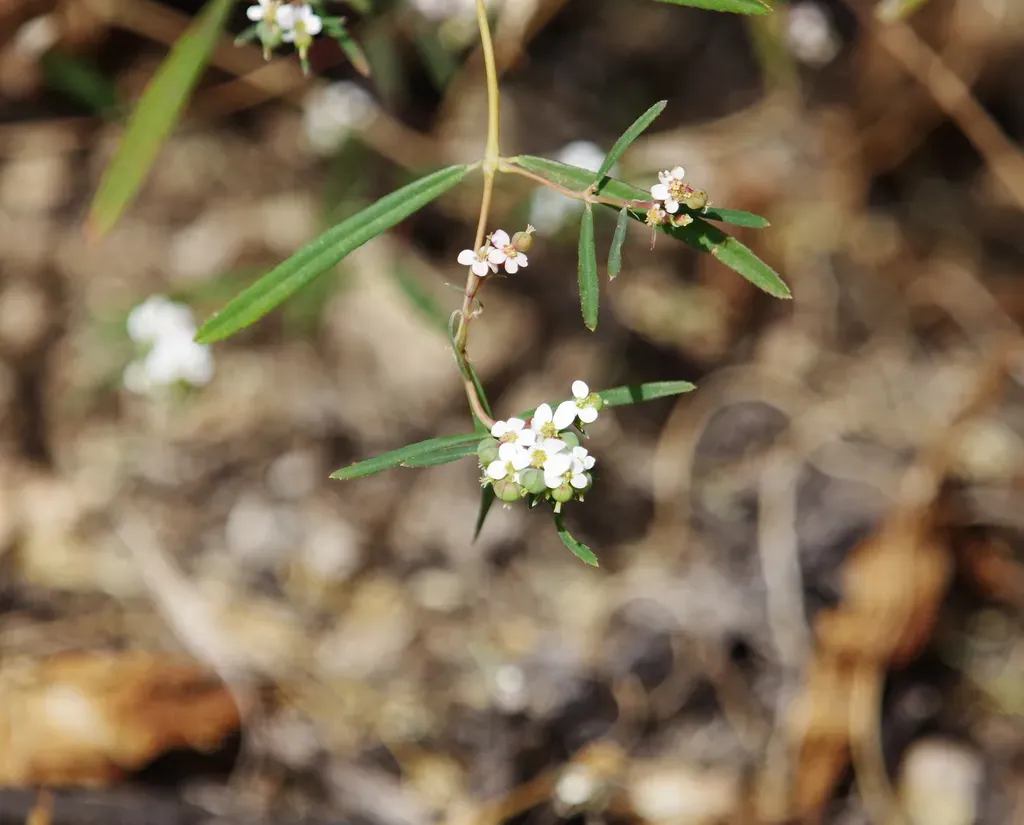 Chiricahua Milk Spurge