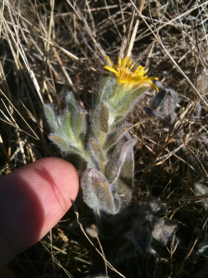 Sessileflower False Goldenaster