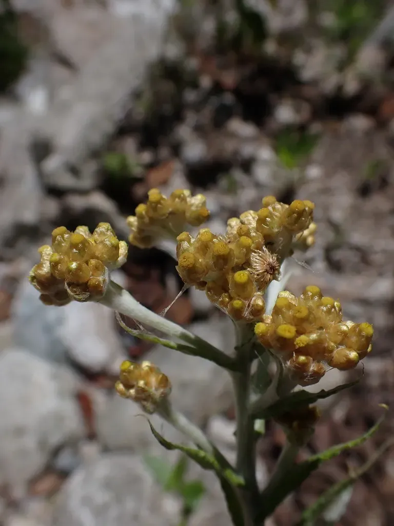 Pseudognaphalium Dysodes