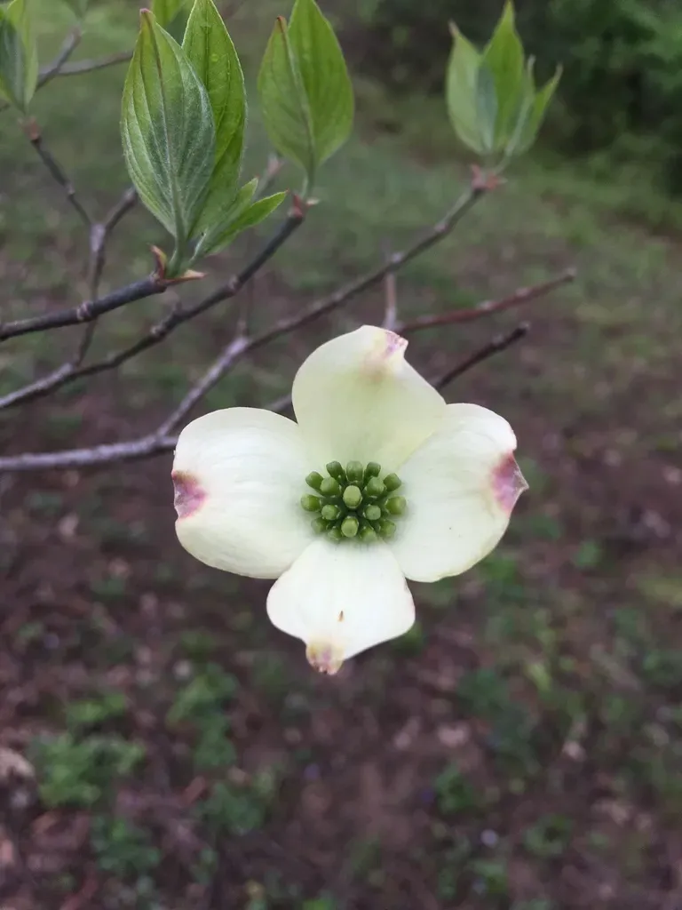 Flowering Dogwood