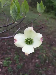 Flowering Dogwood