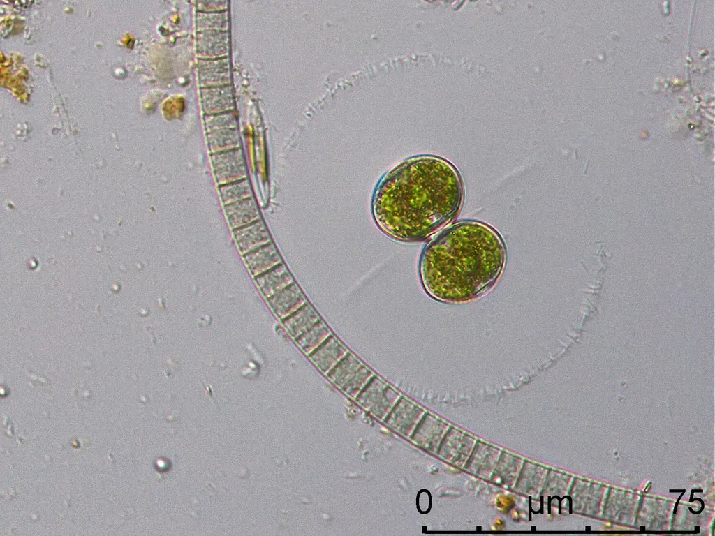 Cosmarium Contractum