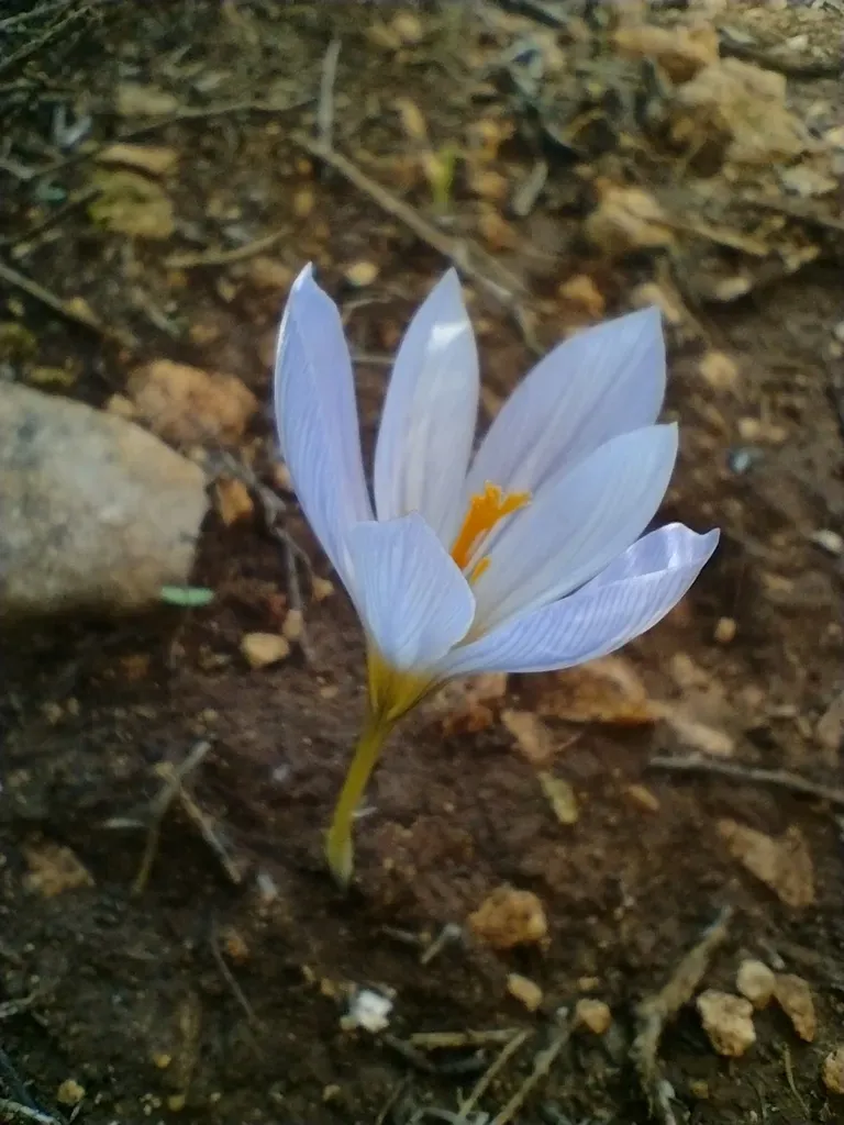 Crocus Cancellatus