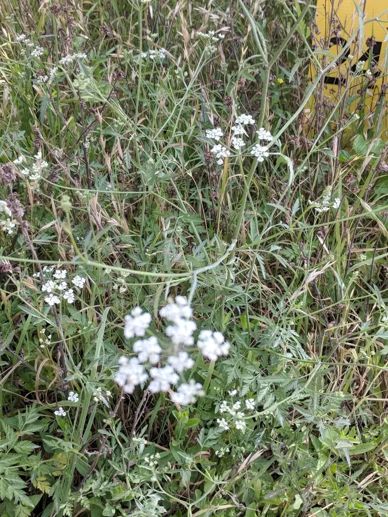 Field Hedge Parsley