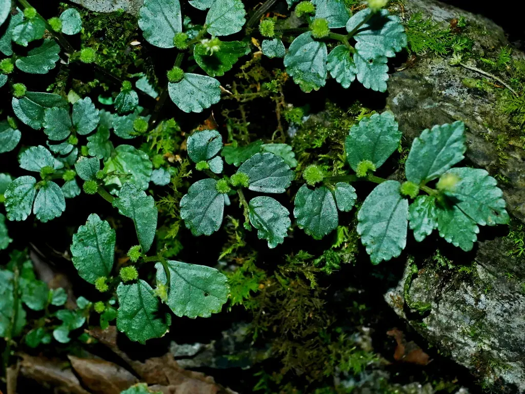 Elatostema Microcephalanthum