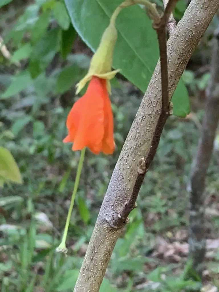 Helicteres Brevispira