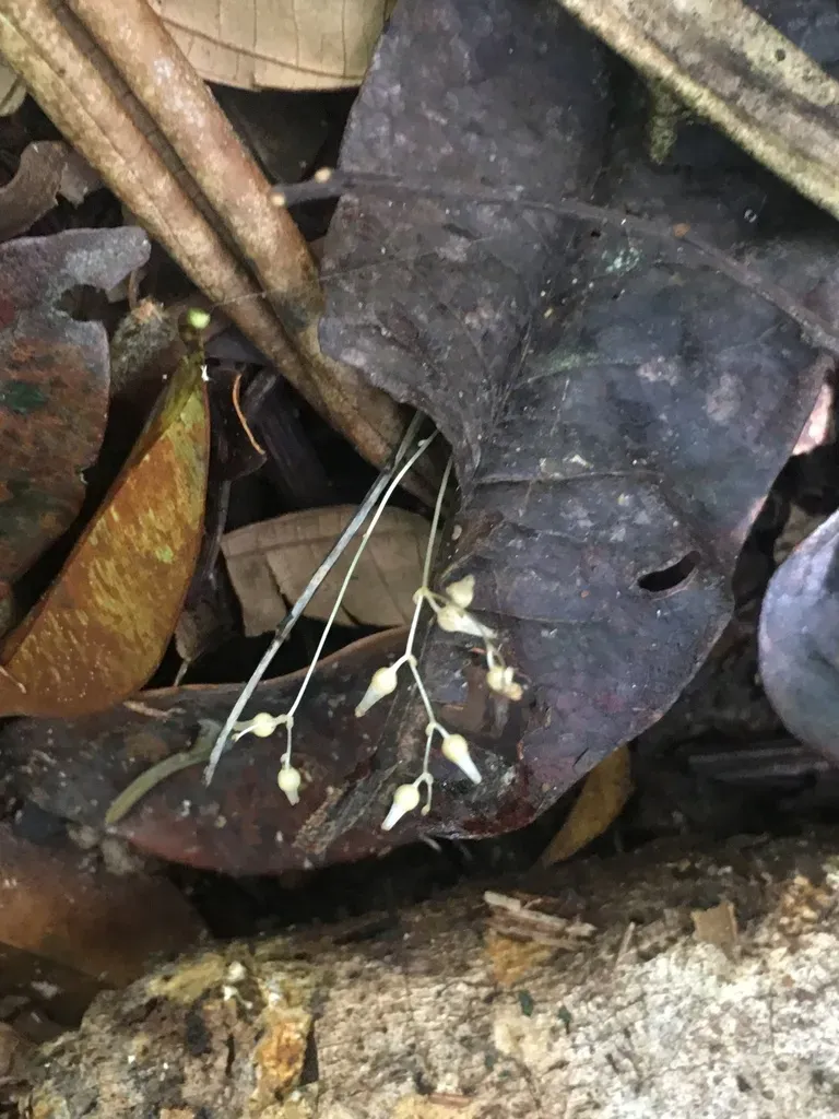 Gymnosiphon Divaricatus