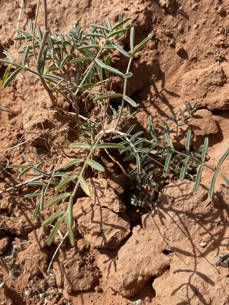 Hopi Milkvetch