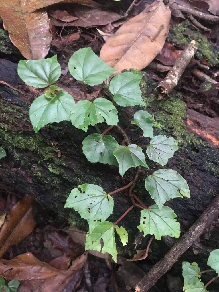 Begonia Convolvulacea