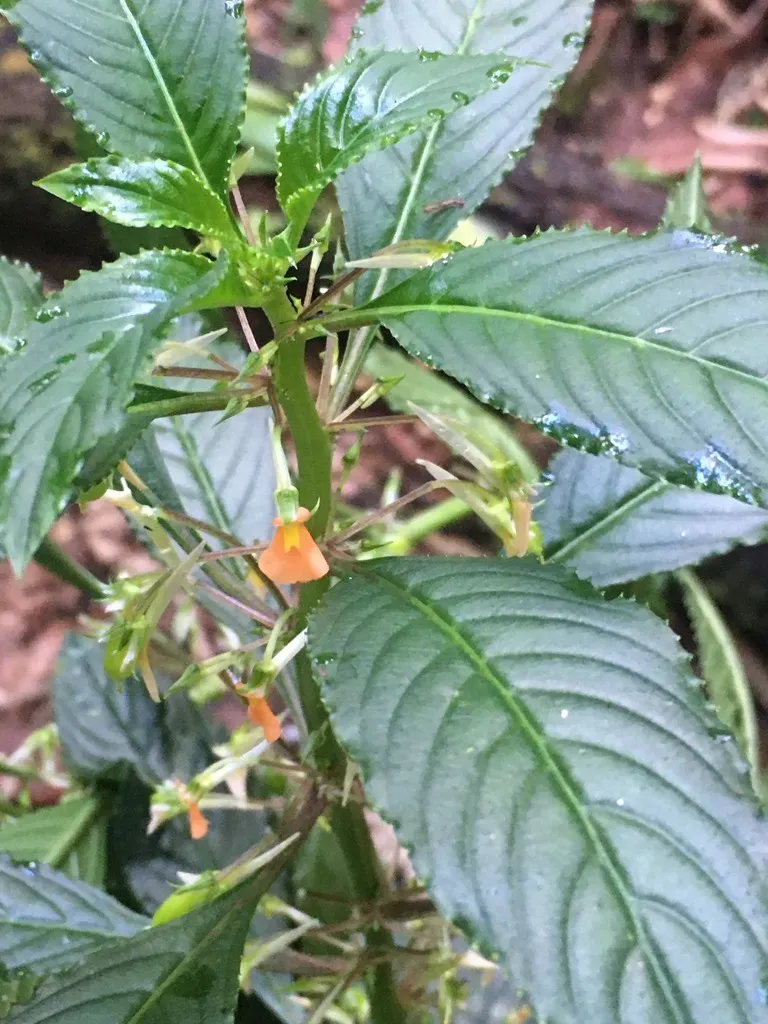 Noisettia Orchidiflora