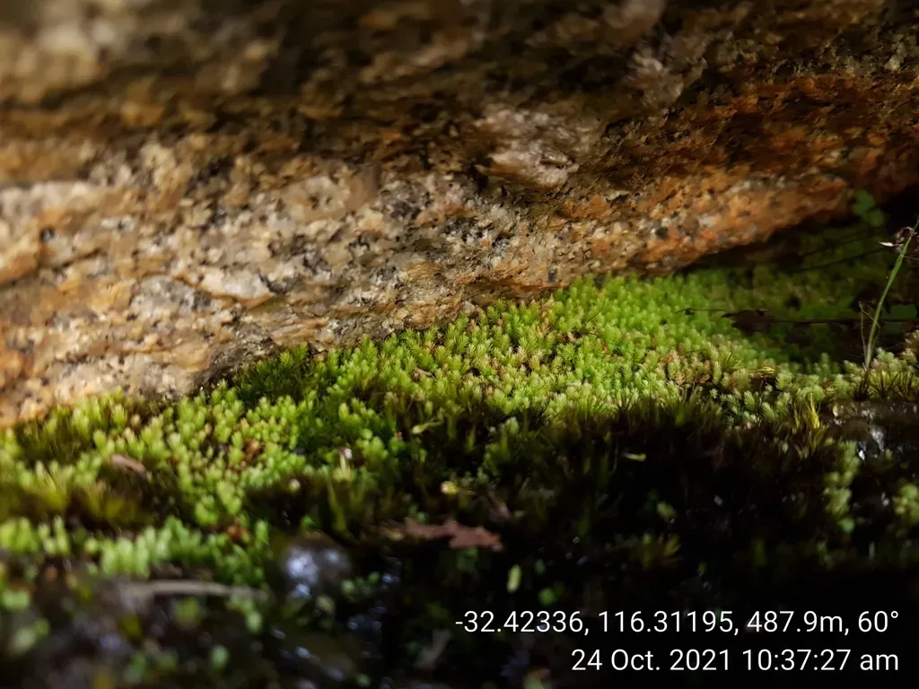 Schizymenium Bryoides