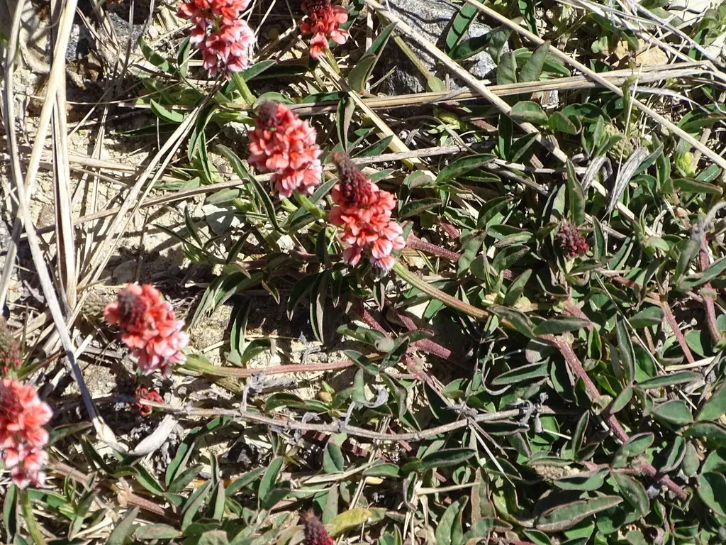Trifoliate Indigofera
