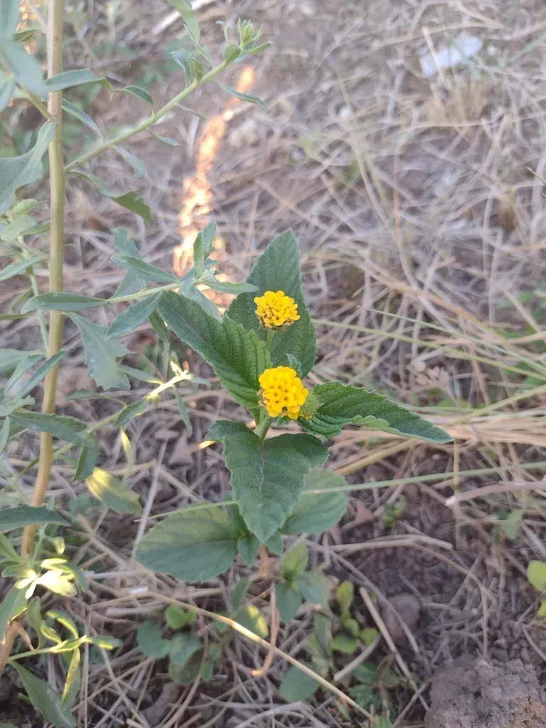 Lippia Turnerifolia