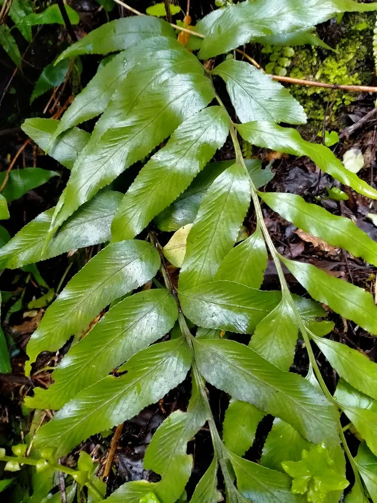 Shining Spleenwort
