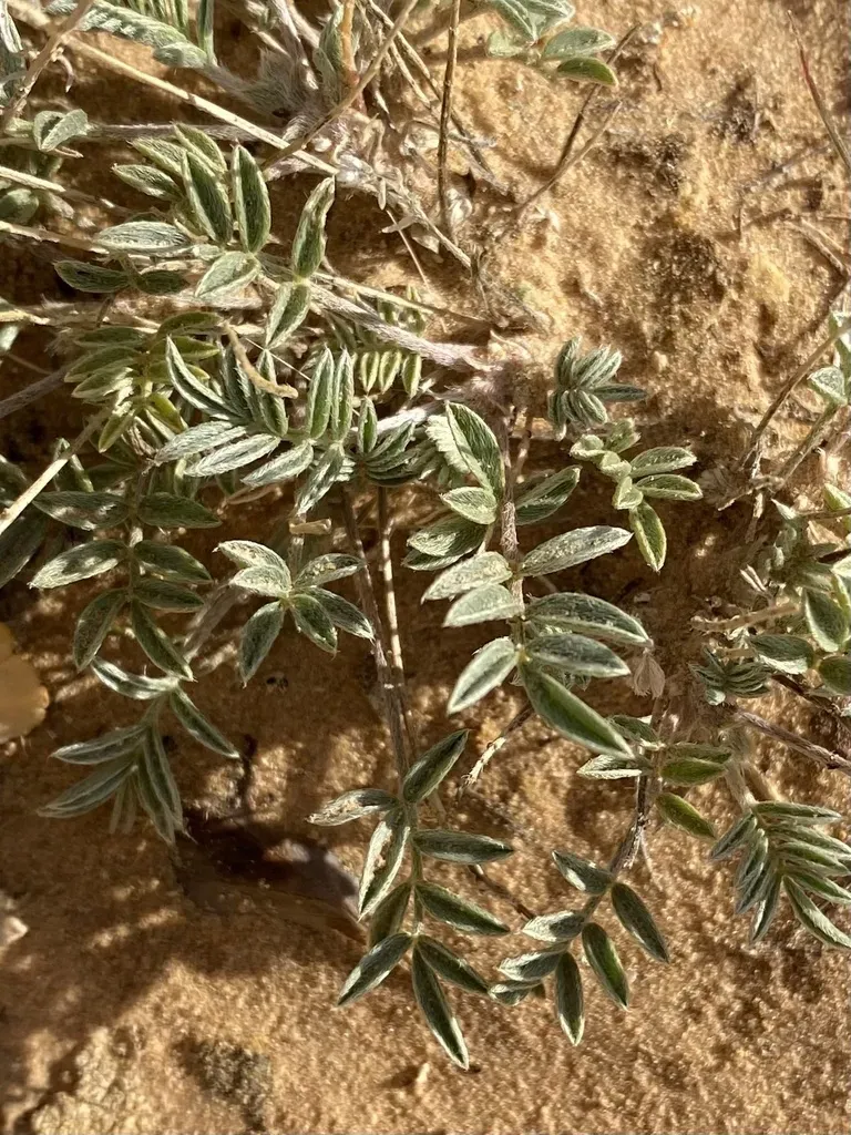 Sandstone Milkvetch