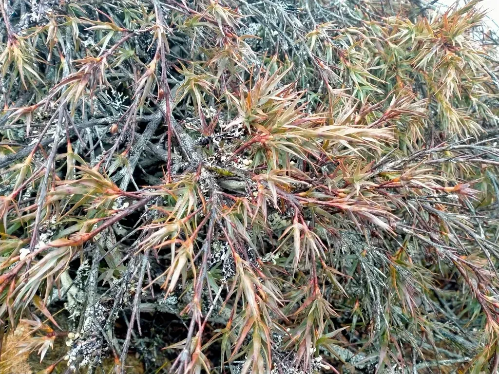 Dracophyllum Pubescens