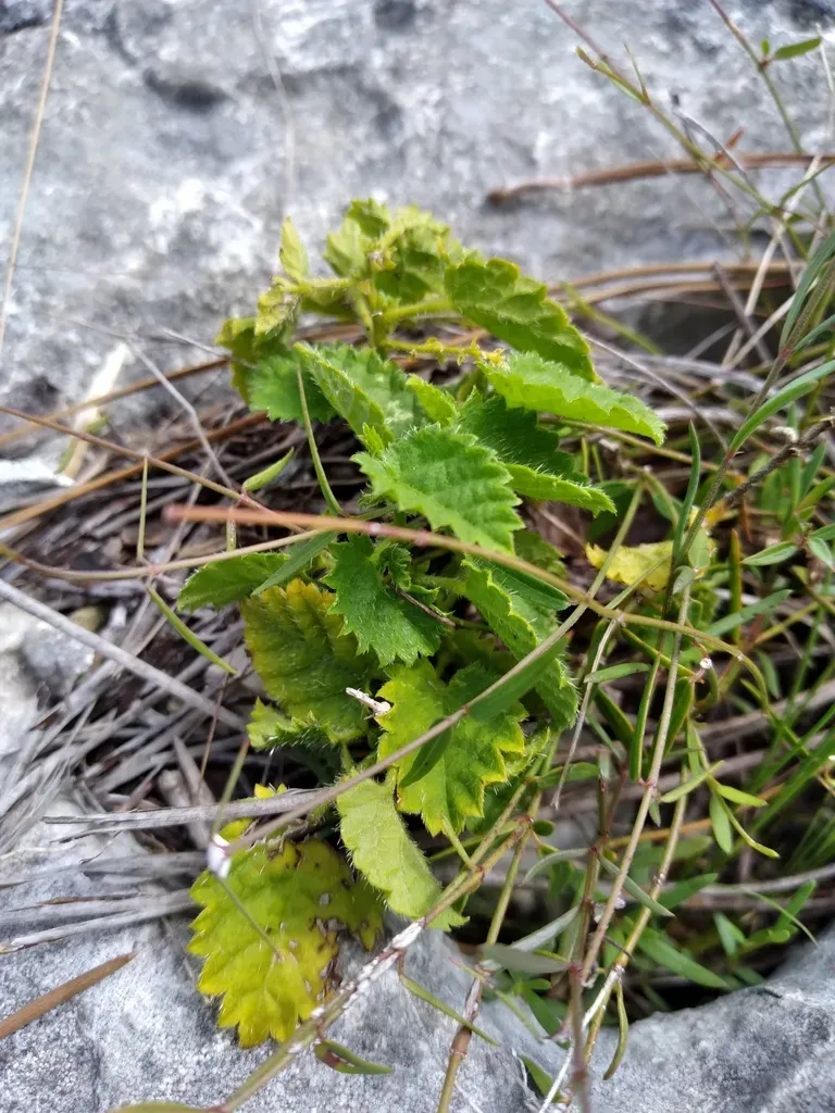 Florida Keys Noseburn