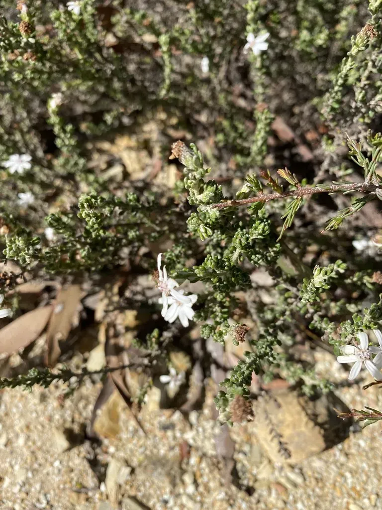 Olearia Minor