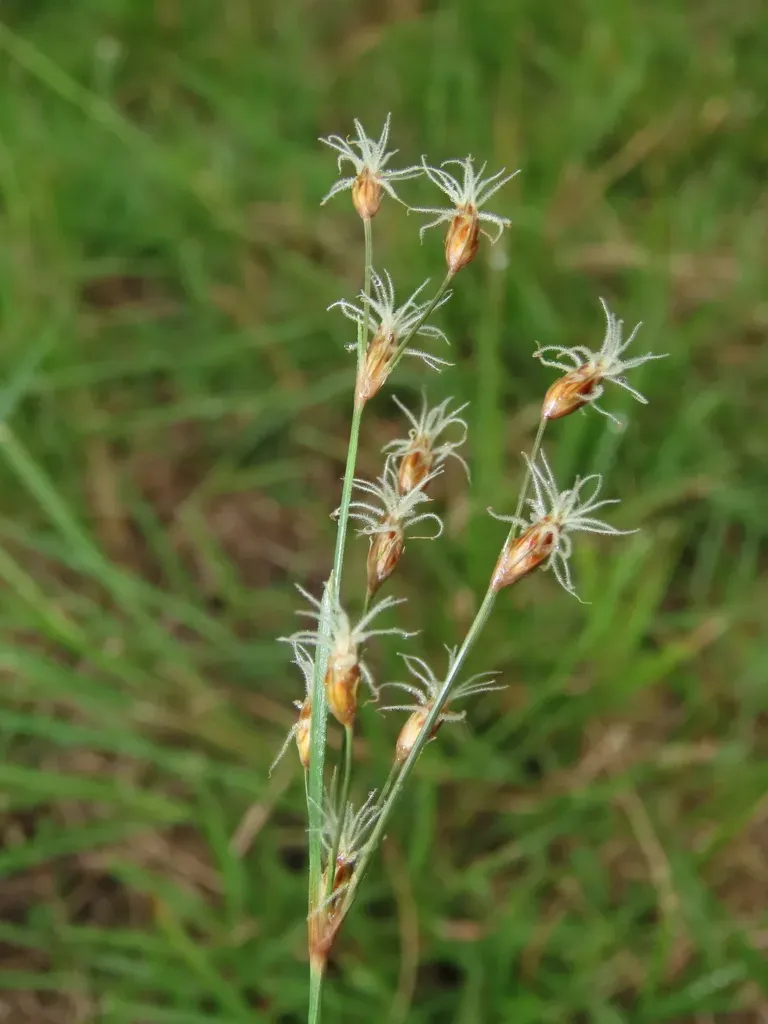 Fimbristylis Subinclinata
