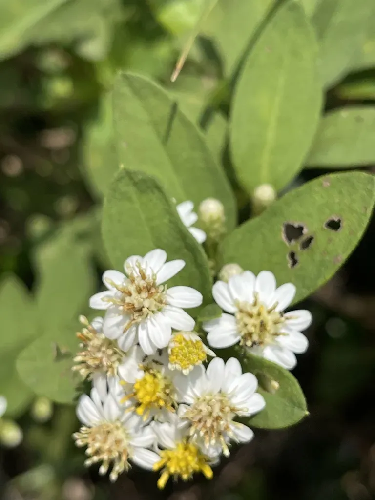 Aster Baccharoides