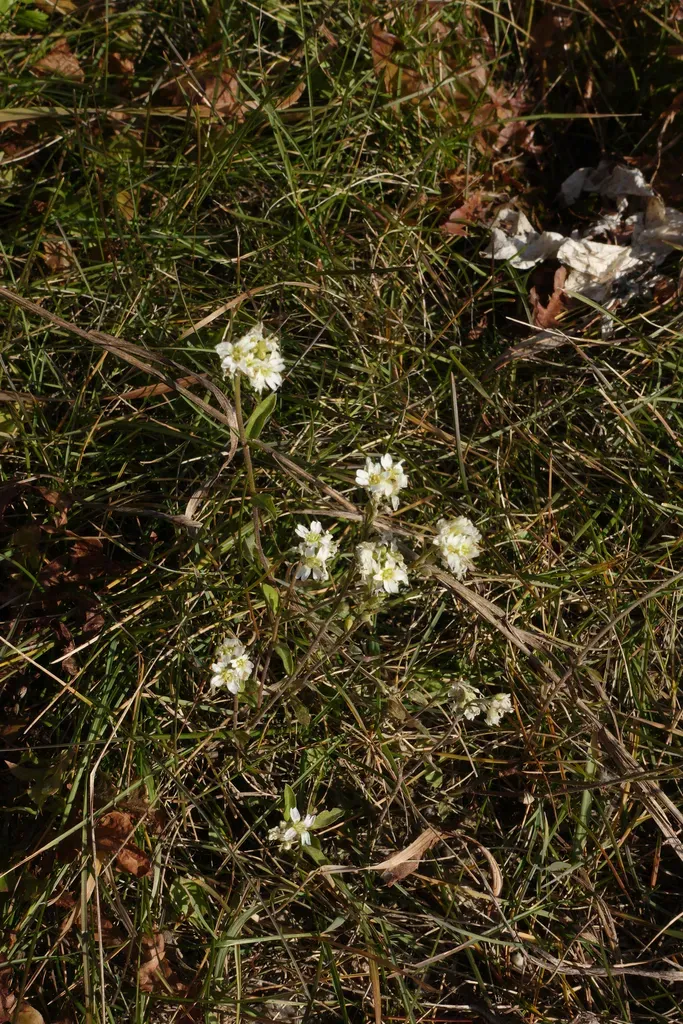 Hoary Alyssum