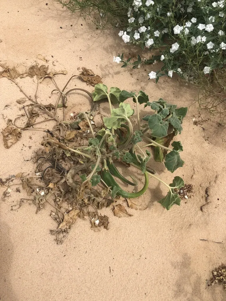 Sanddune Unicorn Plant