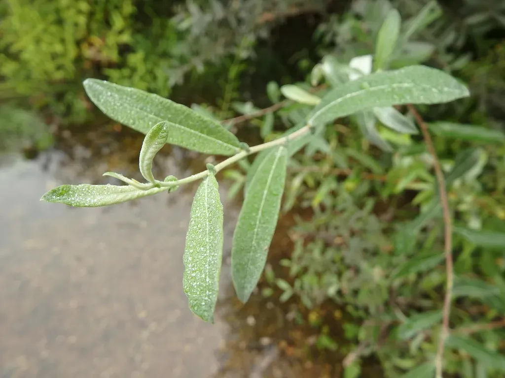Sage-leaved Willow