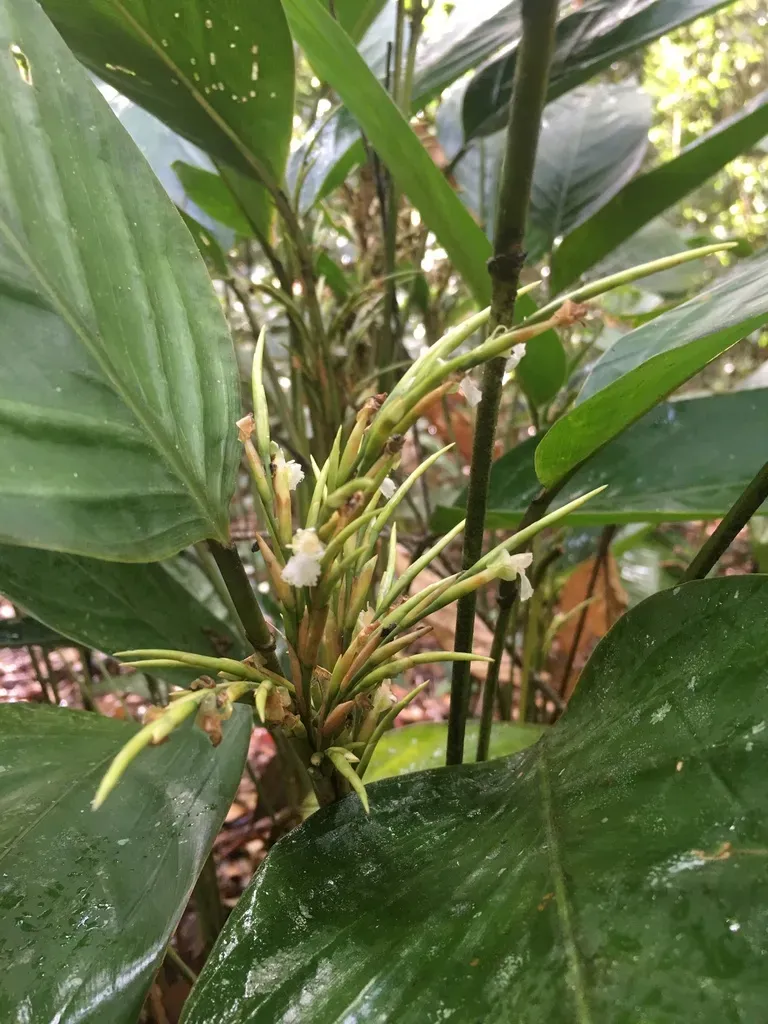 Monotagma Plurispicatum