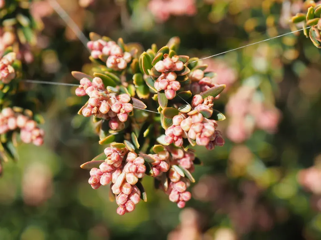 Acrothamnus Montanus
