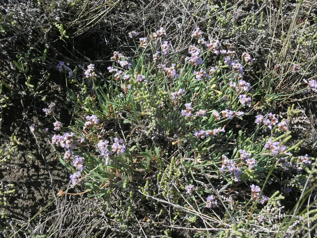 Limonium Suffruticosum