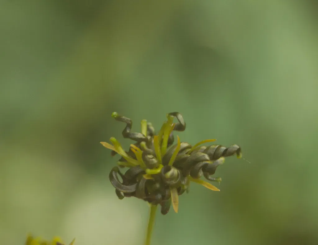 Corkscrew Beggarticks