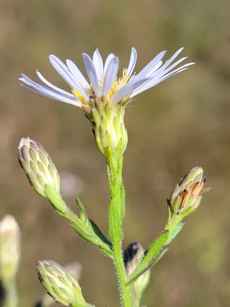 Florida Water Aster