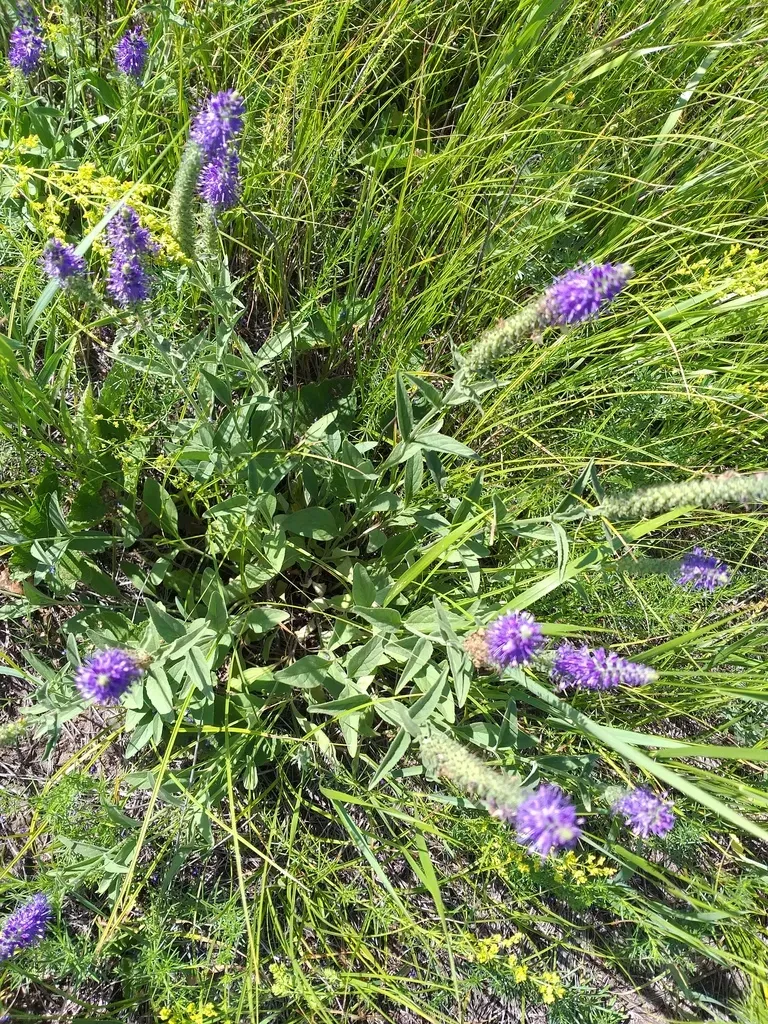 Veronica Steppacea