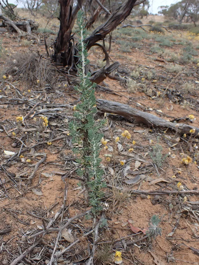 Erect Mallee Bluebush